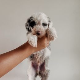 Tiny Theo - Blue merle and white male Sheepadoodle puppy in Wabash, Indiana from DOODCompany