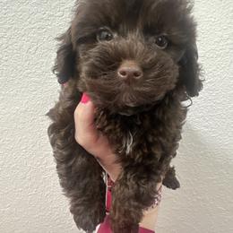 Sterling - Brown male Maltipoo puppy in Apple Valley, California from Boujeepups