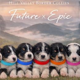 Border Collie puppies from Hill Valey Border Collies
