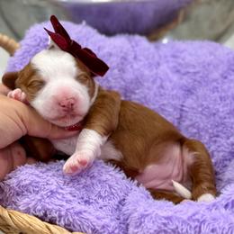 Wave - female Australian Mountain Doodle puppy in Miami, Florida from Jade’s Paws & Co. Of Miami LLC