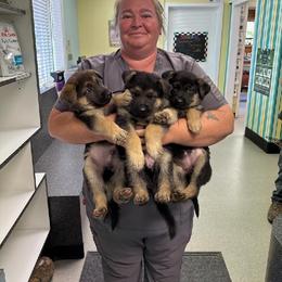 German Shepherd Puppies from Muddy Acres German Shepherds