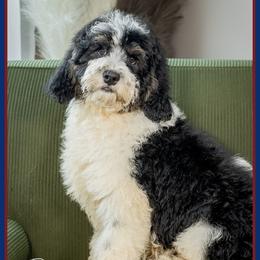 Leo - Tri-color male Bernedoodle puppy in Connersville, Indiana from Deaz Doodle Ranch