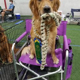 Golden Retriever All Grown Up from Smokingold Retreivers