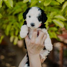 Sundae - Black and white female Sheepadoodle puppy in Patterson, California from Dooling Doodles
