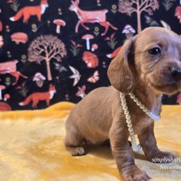 F - Cream female Dachshund puppy in Willard, Utah from Simply Sharing Love