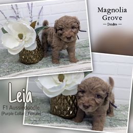Aussiedoodle, Australian Mountain Doodle, Bernedoodle, and Poodle Puppies from Magnolia Grove Doodles