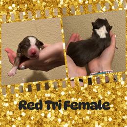 Grace - Red tri female Miniature Australian Shepherd puppy in North Lakeport, California from Wild Rose Ranch