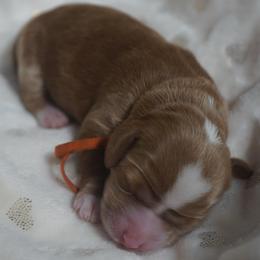 Tinker Bell - Red female Australian Labradoodle puppy in Fontana, California from Glory Labradoodle’s