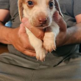 Fin - Lemon and white male Beagle puppy in Santa Margarita, California from S&R Ranch