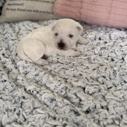 Pinky Pie - White female West Highland White Terrier puppy in North Muskegon, Michigan from Bountiful Westies of West Michigan