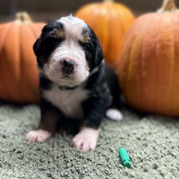 Girl 6 - Black rust and white female Bernese Mountain Dog puppy in Carlotta, California from Aunt-T’s Australian Shepherds