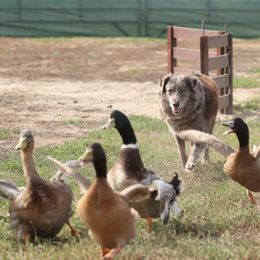 Australian Shepherd and Swedish Vallhund All Grown Up from SunFire Kennel