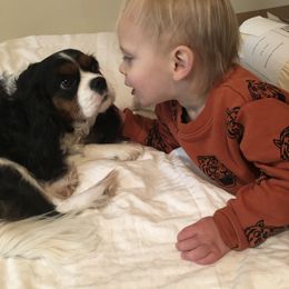 Cavalier King Charles Spaniel All Grown Up from Cutie Pie Cavaliers