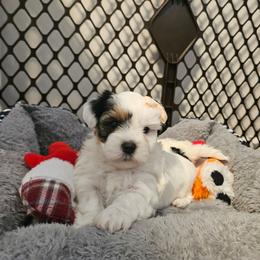 Patch - Black and white female Shorkie puppy in Chattanooga, Tennessee from Passion Pups TN