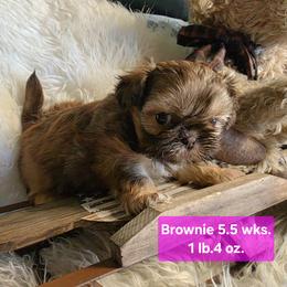Brownie - Chocolate and tan female Shih Tzu puppy in Center Point, Iowa from Puppies in a Box Shih tzus