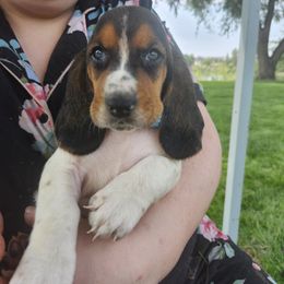 Light Blue - Black brown and white female Basset Hound puppy in Ontario Heights, Oregon from Thunder Ridge Bassets
