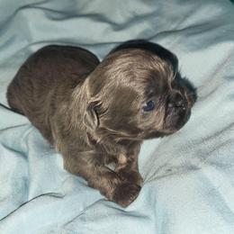 Keenko - Lilac male Shih Tzu puppy in Newport, Arkansas from Gina's Lil Zues and Yorkies Kennel