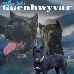 Cane Corso puppies from Killing Joke Kennels