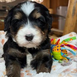 Simon - brown collar - Tri-color male Bernedoodle puppy in Yuciapa, California from AlltheDoodlez_