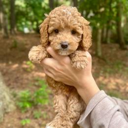 Annie - Apricot female Goldendoodle puppy in Kenansville, North Carolina from J+A Family Doodles