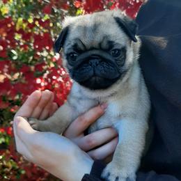 Macintosh - grey colar - Fawn male Pug puppy in Saint Helens, Oregon from Ebert Golden Retrievers & Pugs
