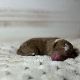 Caspain - Apricot male Cavapoo puppy in Quitman, Mississippi from P&D Palace