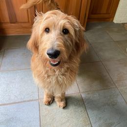 Goldendoodle and Golden Retriever All Grown Up from Milligan Valley