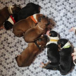 English Shepherd Puppies from Town & Country English Shepherds