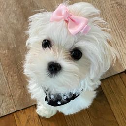 Maltese from Alpine Meadow Maltese