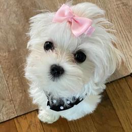 Maltese from Alpine Meadow Maltese