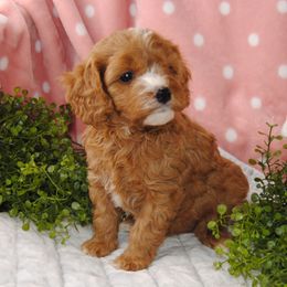 Key Largo - Red Cavapoo puppy in Mountain Grove, Missouri from Dogwood & Sassafras Companions