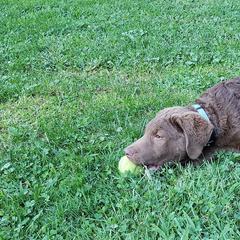 Chesapeake Bay Retriever Puppies from North Flow Chesapeakes