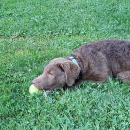 Chesapeake Bay Retriever Puppies from North Flow Chesapeakes