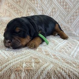 Ice Cream - Green - Phantom male Bernedoodle puppy in Charleston, South Carolina from Palm Belle Doodles