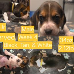 SkipJr-Yellow Male - Black white and tan male Beagle puppy in Bemidji, Minnesota from Nse Farms Beagles