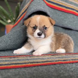 Woodrow - Sable male Pembroke Welsh Corgi puppy in Aurora, Missouri from Sweet Peach Puppies
