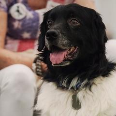 Stabyhouns from Seven Pines Stabyhouns