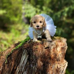 Cavapoo, Cockapoo, and Poodle Puppies from Heavenly puppies to love
