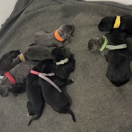 Yellow - Black male Cane Corso puppy in Sullivan, Missouri from Midwest Cane Corso in Action