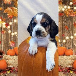 Beagle Puppies from Jennifer Knapp's Beagles