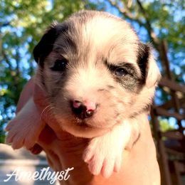 Miniature Australian Shepherd and Toy Australian Shepherd Puppies from Pawesome Lil Aussies