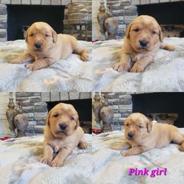 Pink Girl - Golden female Golden Retriever puppy in Howell, Michigan from Robbin's Treasures