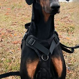 Doberman Pinschers from New Best Friend