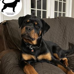 Rottweiler Puppies from Von Der Quinn Rottweilers