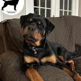 Rottweiler Puppies from Von Der Quinn Rottweilers