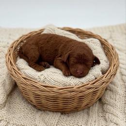 Cinnamon - Red female Cavapoo puppy in Salt Lake City, Utah from SunnySide Mini Doodles