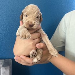 Boy 2 - Apricot male Assorted Doodle Crosses puppy in San Jacinto, California from Goldens and Doodles
