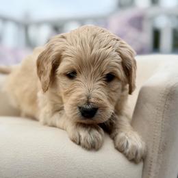 Walton - Apricot male Goldendoodle puppy in Rainier, Oregon from Beaver Springs Puppies