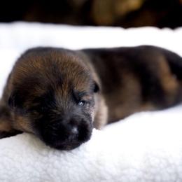 Ember - Sable female German Shepherd puppy in Youngsville, North Carolina from Di casa Esperanza