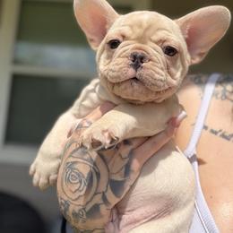 Armani - White male French Bulldog puppy in Porter, Texas from Red Label Frenchies